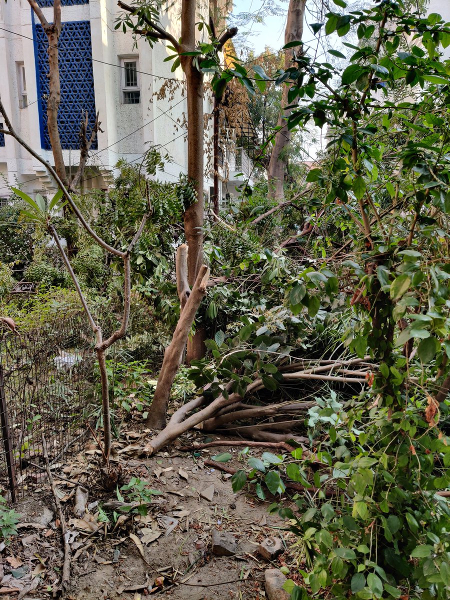 docchats's tweet photo. Trees are being destroyed in Sector 25 behind M 114. Fully grown trees are being cut from the trunks. This is unsupervised destruction. Trees are essential for the planet. Trees are to be pruned in winter. Not destroyed wantonly @CeoNoida @UPGovt @CMOfficeUP @dmgbnagar https://t.co/verh5v8pyH