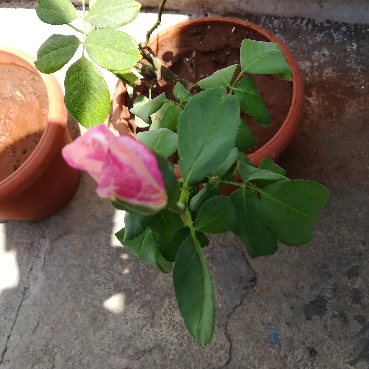 mnayeem's tweet photo. #plantlover #plantbased #naturelovers #nature #helloplantlover #art #photography #craft #homedecor #plants #greenery #homegarden #gardenerinthemaking #naturephotography https://t.co/YwzKRIrsou
