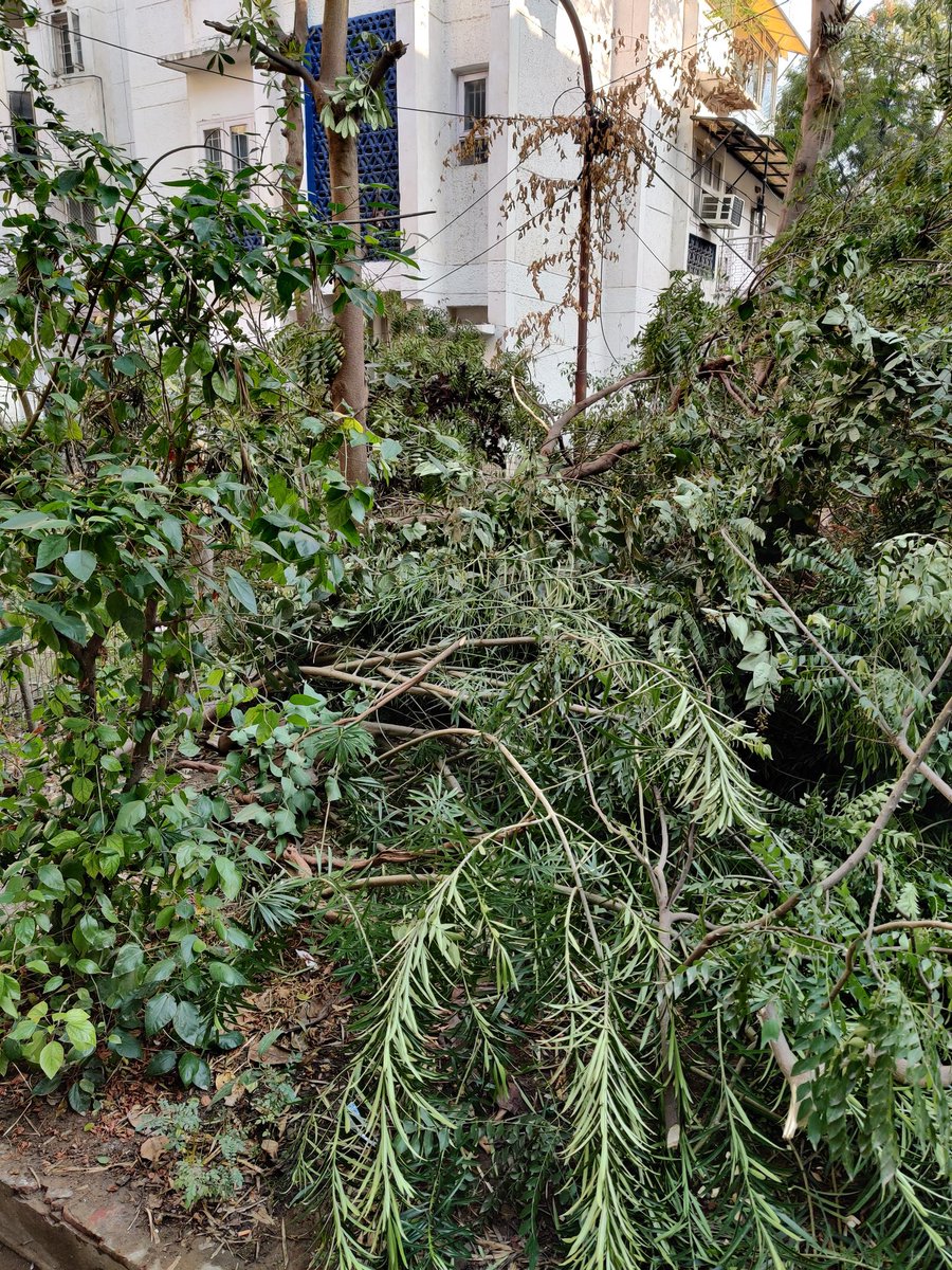 docchats's tweet photo. Trees are being destroyed in Sector 25 behind M 114. Fully grown trees are being cut from the trunks. This is unsupervised destruction. Trees are essential for the planet. Trees are to be pruned in winter. Not destroyed wantonly @CeoNoida @UPGovt @CMOfficeUP @dmgbnagar https://t.co/verh5v8pyH