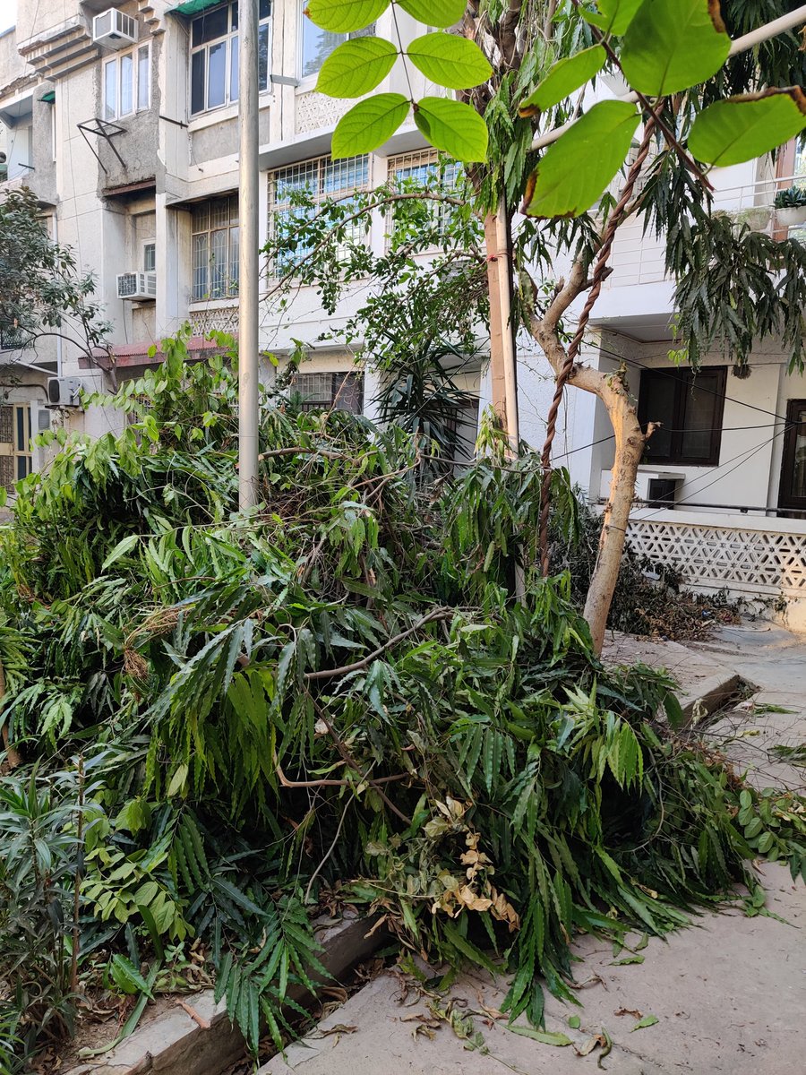 docchats's tweet photo. Trees are being destroyed in Sector 25 behind M 114. Fully grown trees are being cut from the trunks. This is unsupervised destruction. Trees are essential for the planet. Trees are to be pruned in winter. Not destroyed wantonly @CeoNoida @UPGovt @CMOfficeUP @dmgbnagar https://t.co/verh5v8pyH