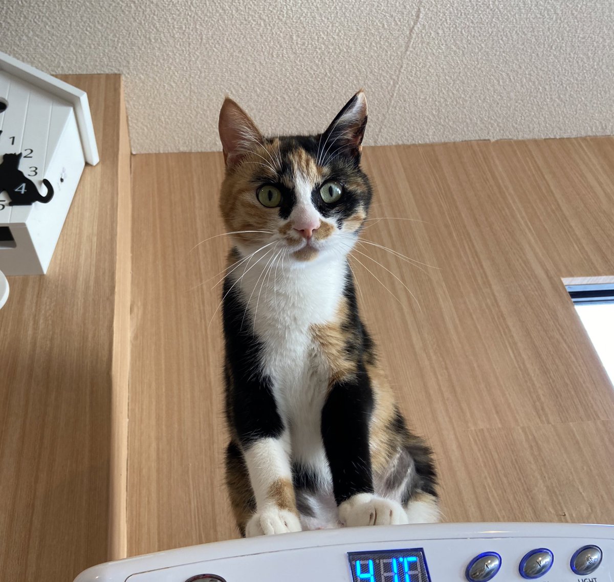 保護猫カフェねこかつ 川越 大宮日進 Ar Twitter 今日も寒いんですの お外には出ないから分からニャいの 冬は寒いから みんにゃん 皆さま あったかくしてお過ごし下さい ホットドリンクの上からアマビーちゃん 大宮日進店 ねこかつ 保護猫 保護