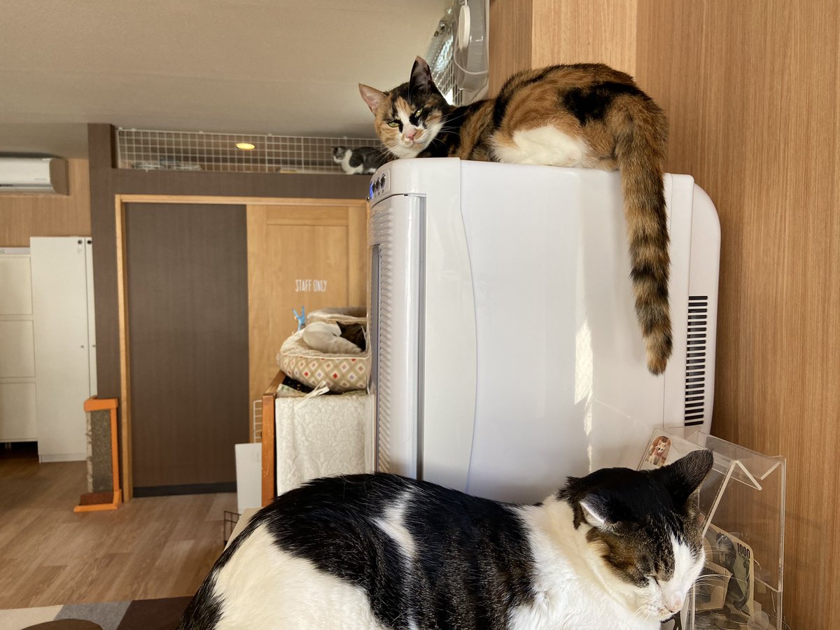 保護猫カフェねこかつ 川越 大宮日進 Ar Twitter 今日も寒いんですの お外には出ないから分からニャいの 冬は寒いから みんにゃん 皆さま あったかくしてお過ごし下さい ホットドリンクの上からアマビーちゃん 大宮日進店 ねこかつ 保護猫 保護