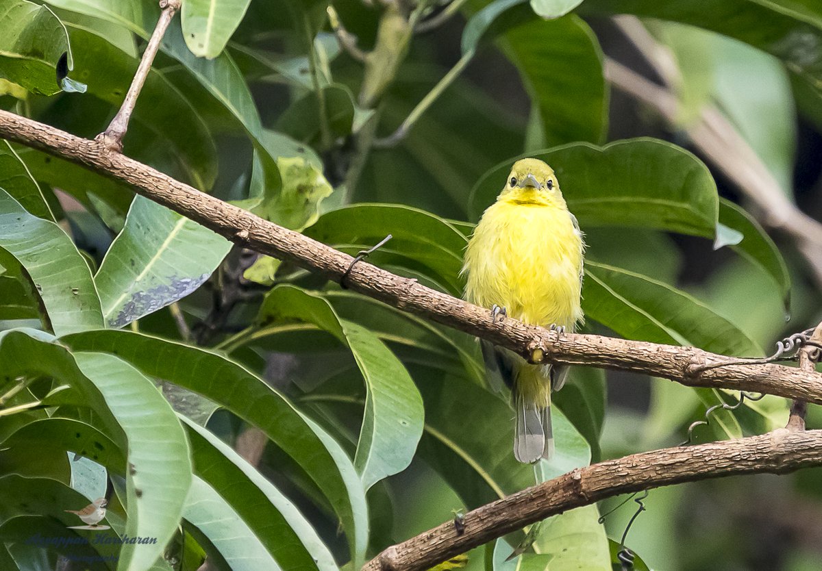 passivelyactive's tweet image. Sometime I think blue coloured birds are the prettiest, then i see Green and red.. suddenly I feel Yellow especially after seeing the #commoniora End the debate I like them all. #indiaves @IndiAves #birds #birdphotography #birdwatching #sonyalpha #ThePhotoHour #BBCWildlifePOTD