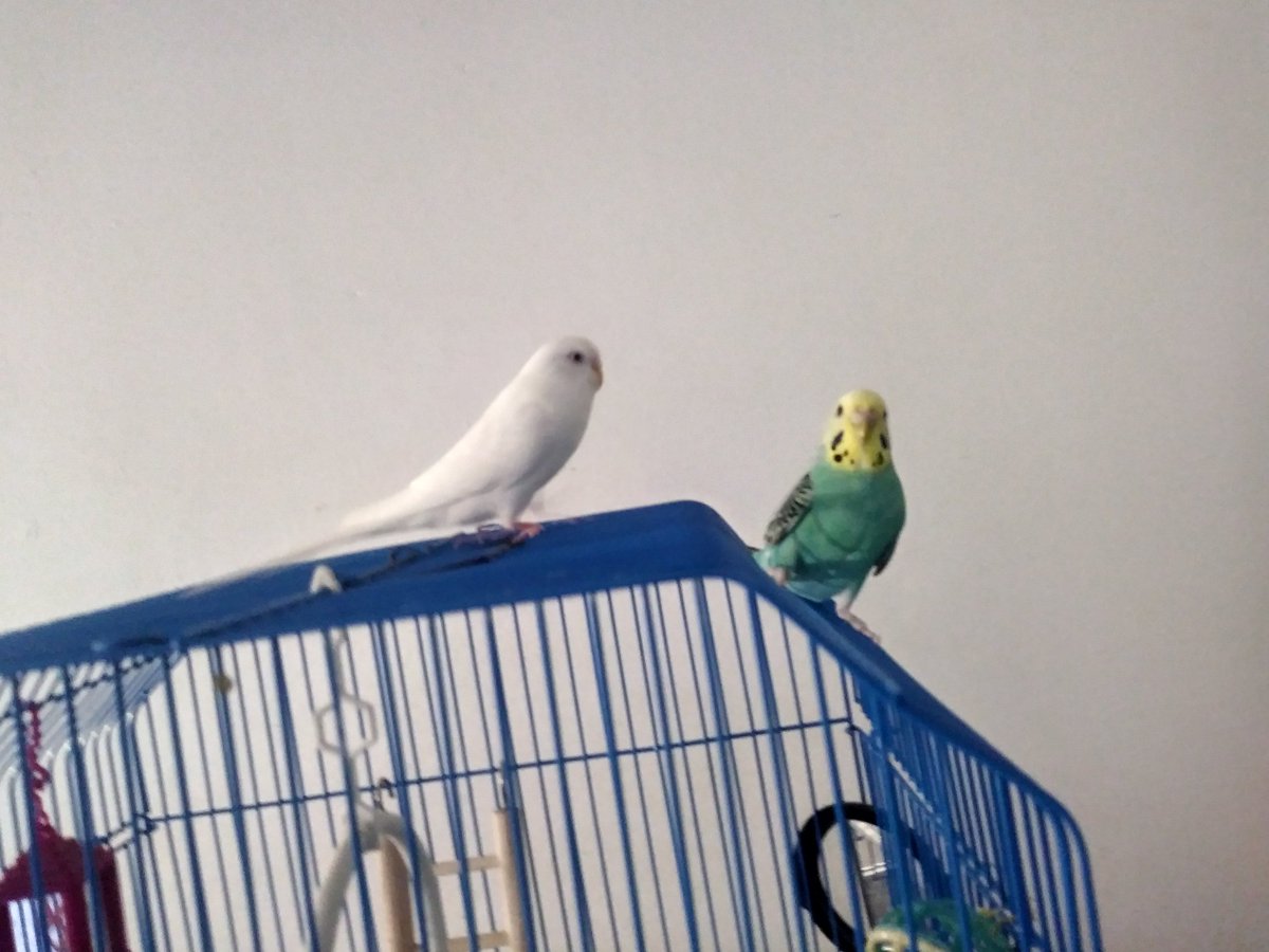 December 17th....Aqua flew for the first time. When we rescued her....we noticed her wings were clipped. Aqua was never discouraged. She practiced everyday. Today. Aqua is airborne. So proud. #budgie #pets #proud