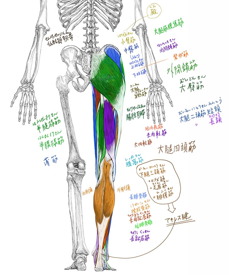 今日のデジタル板書。下肢を背側面から。#美術解剖学 #大阪芸術大学 