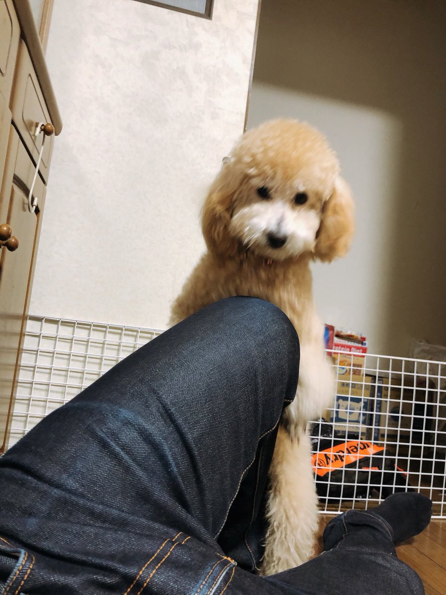 A M G ナリ君 Narikun 犬にマウンティングされてるなう A M G ナリ君 Narikun 犬にマウンティングされてるなう