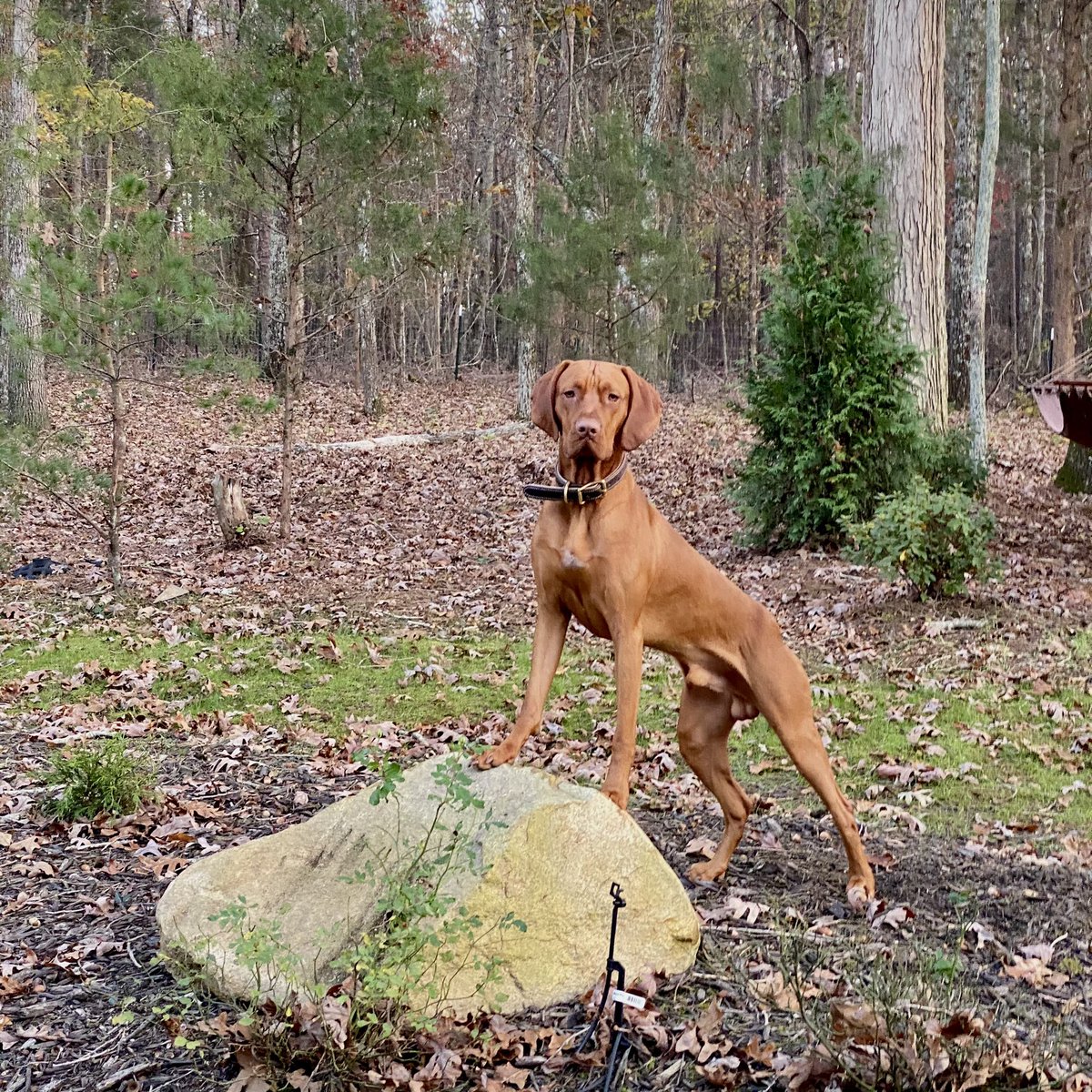 Derrick Whisel tweet media