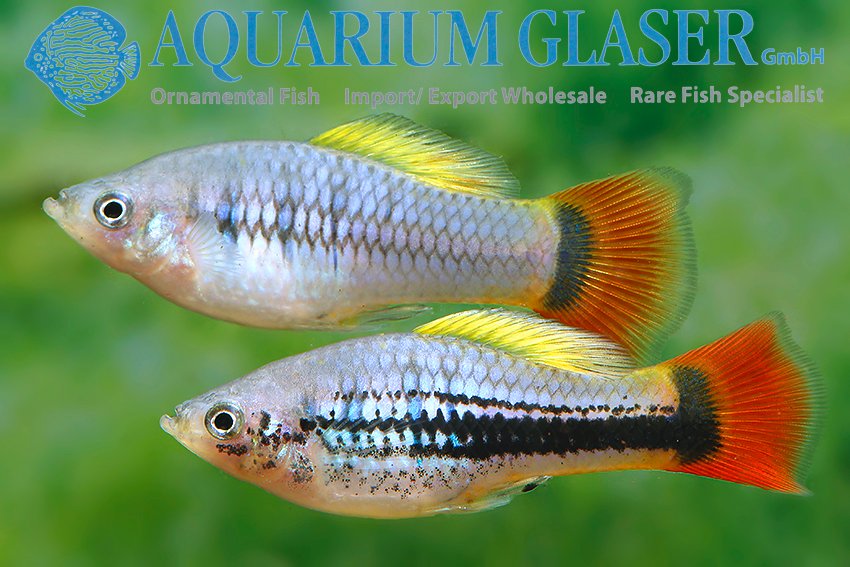 aquariumglaser's tweet photo. #xiphophorus #variatus #german #pond #bred
find more details and pics @ https://t.co/kgExUnuDLM https://t.co/5I6dJ1GcX9