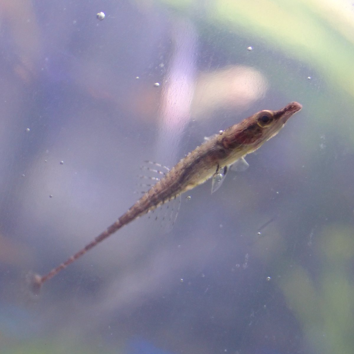 Aquarium Kind コリドラス ハブローススも久しぶりに入荷しております 昨日入ったばかりなのでしばらく様子見で 調子よければ販売していきます ネームタグと比べてもこのサイズ感 小さいのにいっちょ前にコリドラスしてます Aquarium Kind コリドラス ハブローススも久しぶりに入荷しております 昨日入ったばかりなのでしばらく様子見で 調子よければ販売していきます ネームタグと比べてもこのサイズ感 小さいのにいっちょ前にコリドラスしてます