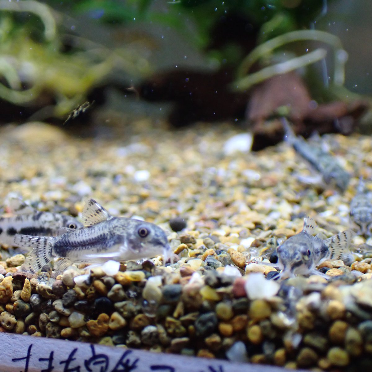 Aquarium Kind コリドラス ハブローススも久しぶりに入荷しております 昨日入ったばかりなのでしばらく様子見で 調子よければ販売していきます ネームタグと比べてもこのサイズ感 小さいのにいっちょ前にコリドラスしてます