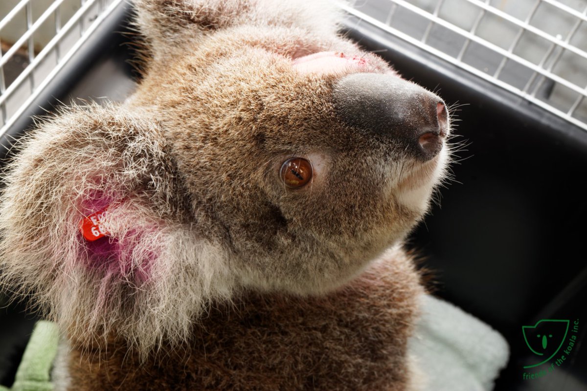 Maria Matthes (@talkingkoala) on Twitter photo 🙏🐨💖 Mimi is doing so well, but behaving a bit weird. So <a href="/ifawAU/">ifaw Australia</a> sponsored #FriendsOfTheKoala vet Jackie, wants to try her in a soft release 🤞🤞 she behaves more normal 🥰😍 🙏🐨💖 Mimi is doing so well, but behaving a bit weird. So <a href="/ifawAU/">ifaw Australia</a> sponsored #FriendsOfTheKoala vet Jackie, wants to try her in a soft release 🤞🤞 she behaves more normal 🥰😍