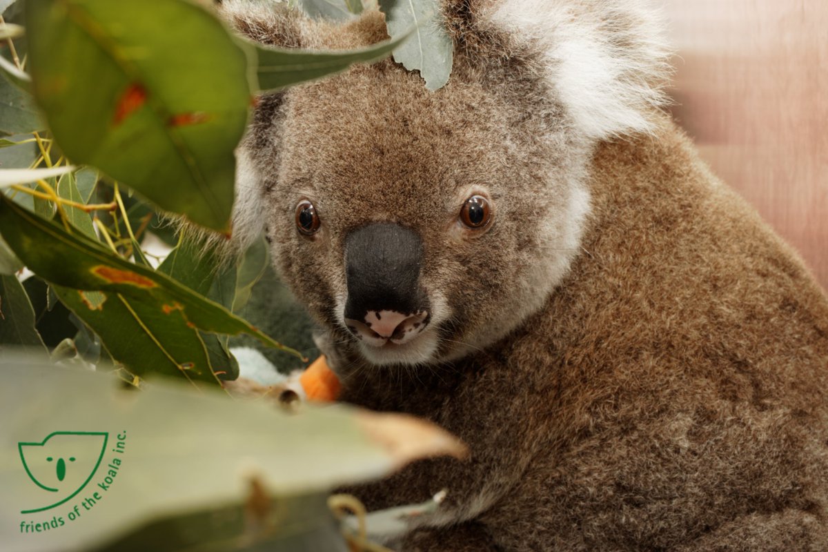 Maria Matthes (@talkingkoala) on Twitter photo 🙏🐨💖 Elin is still in ICU & still alive #FriendsOfTheKoala #vet <a href="/ifawAU/">ifaw Australia</a> Antibiotics helping -still not out of the woods. She looks so much happier than when I rescued her 🥰😍 we 💖Elin - PS her joey Summer is doing well now after some gut issues rectified 😌 great 📷 <a href="/Bardlee1/">Brad Mustow</a> 🙏🐨💖 Elin is still in ICU & still alive #FriendsOfTheKoala #vet <a href="/ifawAU/">ifaw Australia</a> Antibiotics helping -still not out of the woods. She looks so much happier than when I rescued her 🥰😍 we 💖Elin - PS her joey Summer is doing well now after some gut issues rectified 😌 great 📷 <a href="/Bardlee1/">Brad Mustow</a>