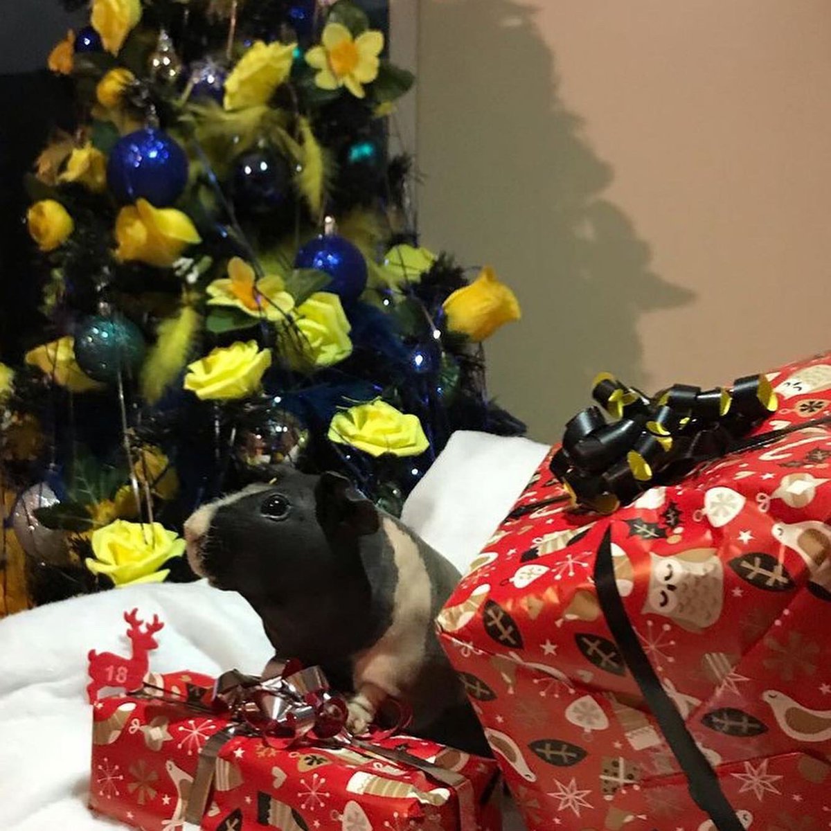 SwaggyZippy's tweet photo. Zippo avec notre sapin de noël avec quelques cadeaux 🎁 #sapindenoël #sapindenoel #sapin #cadeau #cadeaunoel #cadeaux #18 #december #decembre #guineapig #gif #gifts #christmas #christmastree #noel #noel2020 https://t.co/dmyEllJE5G