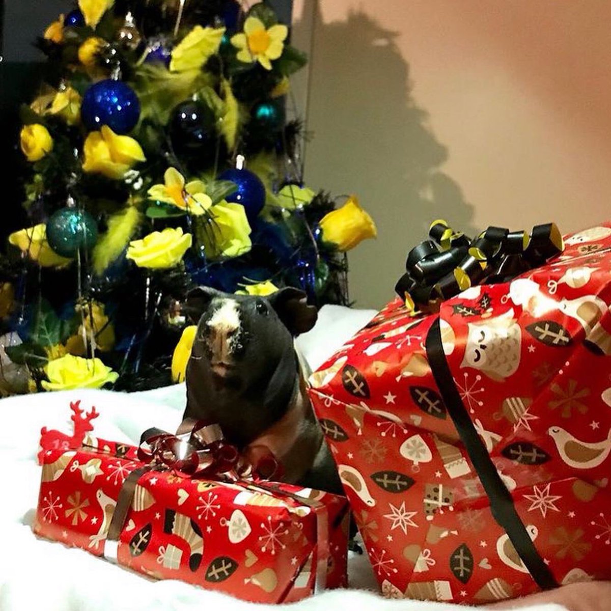 SwaggyZippy's tweet photo. Zippo avec notre sapin de noël avec quelques cadeaux 🎁 #sapindenoël #sapindenoel #sapin #cadeau #cadeaunoel #cadeaux #18 #december #decembre #guineapig #gif #gifts #christmas #christmastree #noel #noel2020 https://t.co/dmyEllJE5G