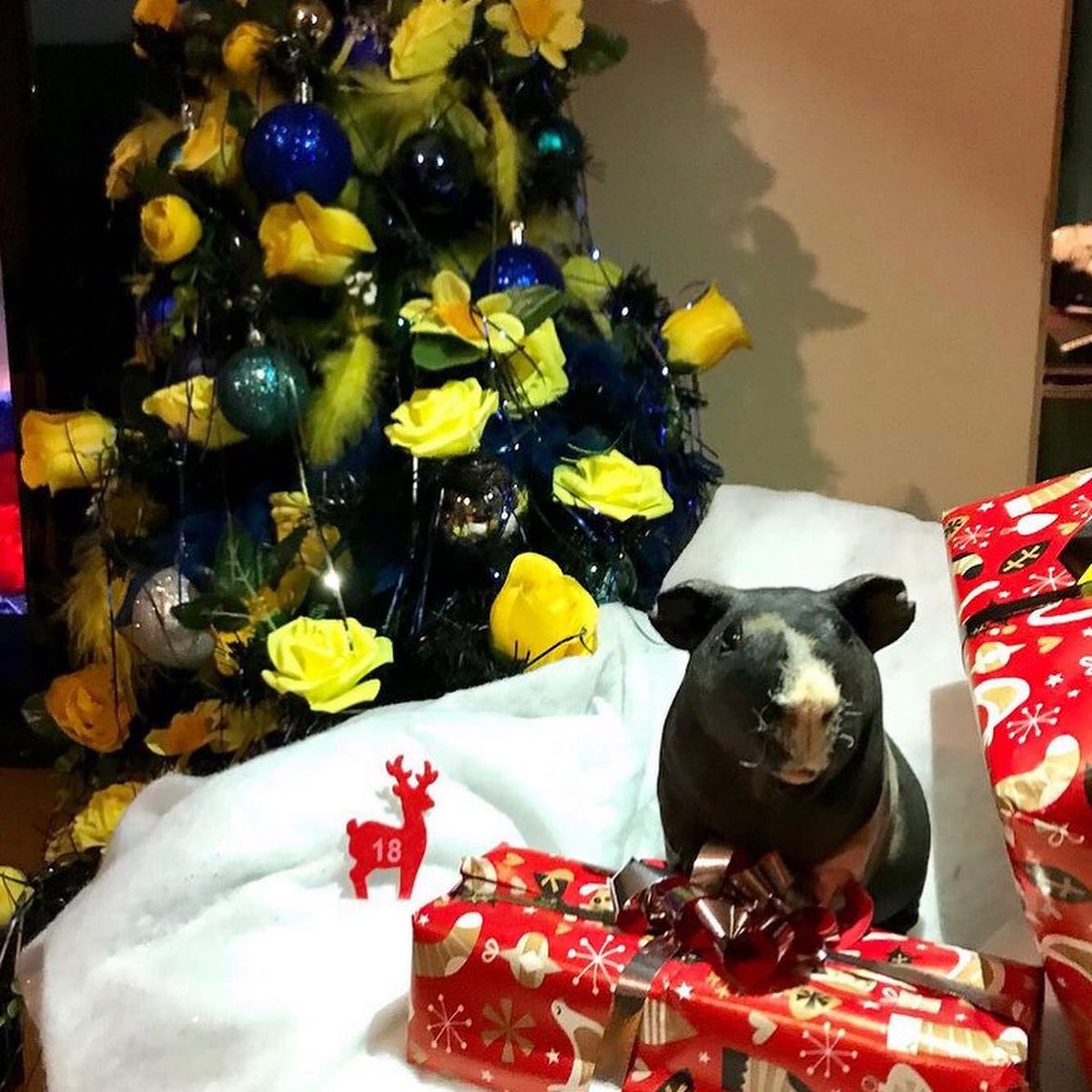 SwaggyZippy's tweet photo. Zippo avec notre sapin de noël avec quelques cadeaux 🎁 #sapindenoël #sapindenoel #sapin #cadeau #cadeaunoel #cadeaux #18 #december #decembre #guineapig #gif #gifts #christmas #christmastree #noel #noel2020 https://t.co/dmyEllJE5G