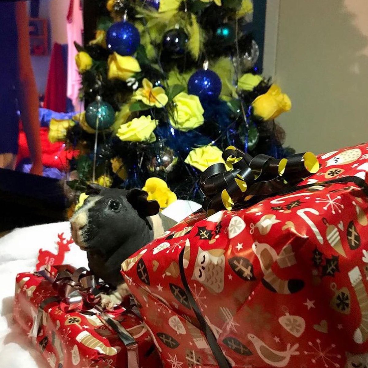 SwaggyZippy's tweet photo. Zippo avec notre sapin de noël avec quelques cadeaux 🎁 #sapindenoël #sapindenoel #sapin #cadeau #cadeaunoel #cadeaux #18 #december #decembre #guineapig #gif #gifts #christmas #christmastree #noel #noel2020 https://t.co/dmyEllJE5G