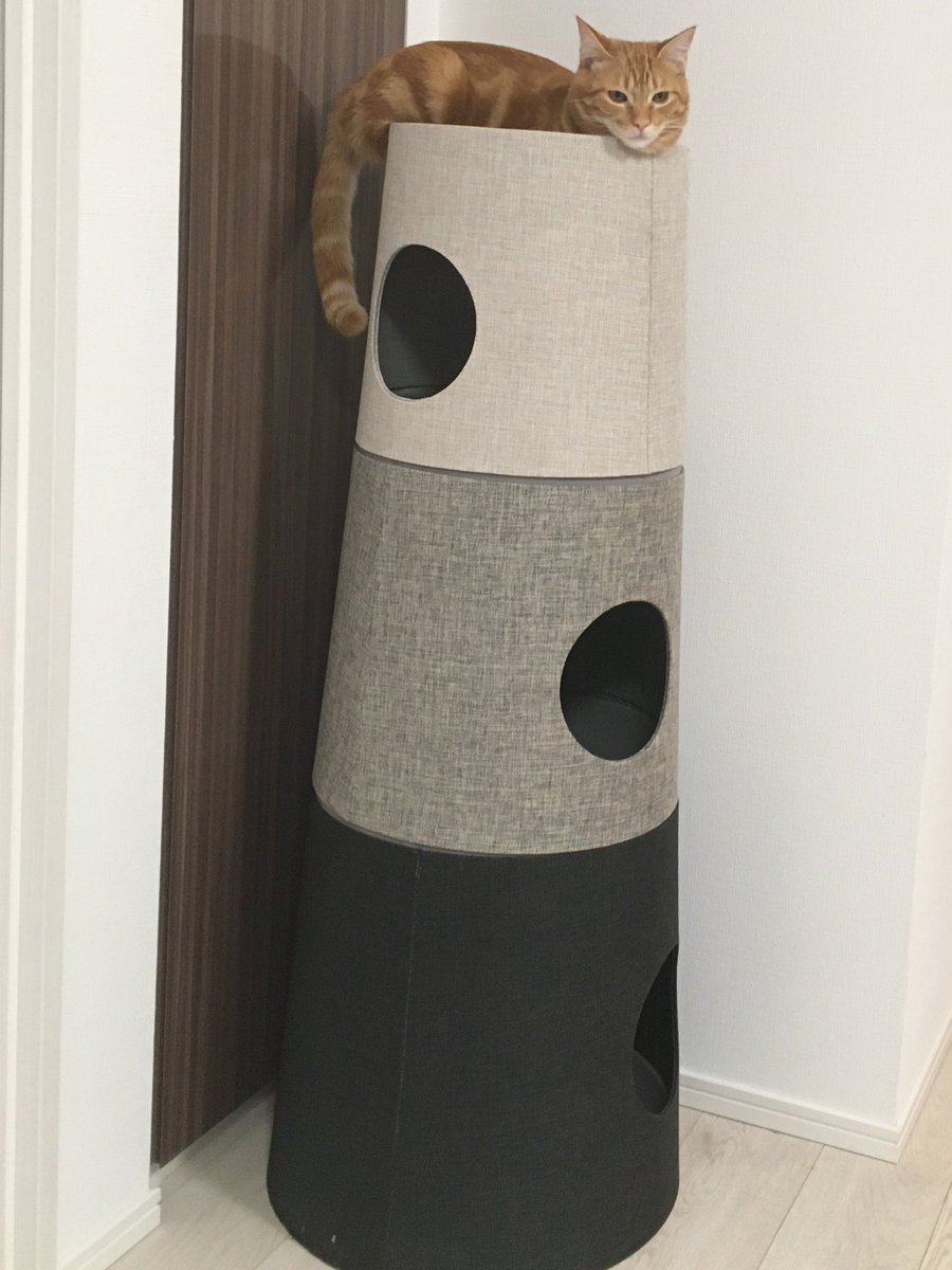 あやめ クリスマスプレゼントにと買った カインズのキャットタワーnecota 届きました ナッツくんは早速 登ってますが 独占欲が強いので ミルクちゃんも遊べるかが心配 早速 ナッツくんは変な体勢で眠りかけ 慣れるの早いな
