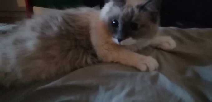Some cute pictures of the only pussy (cat) in my life! She's getting old but sit has the face of a kitten<a href="/tag/mytwitteranniversary"class="tags"><span>#mytwitteranniversary</span></a>