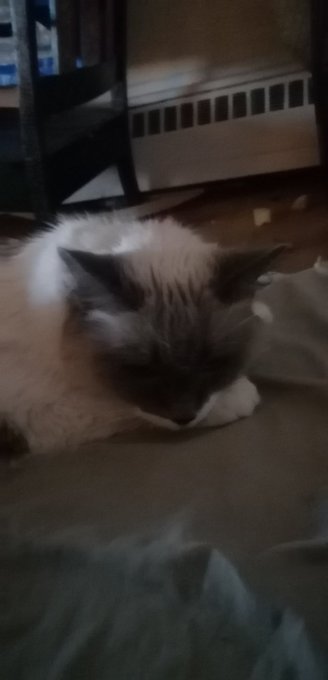 Some cute pictures of the only pussy (cat) in my life! She's getting old but sit has the face of a kitten<a href="/tag/mytwitteranniversary"class="tags"><span>#mytwitteranniversary</span></a>