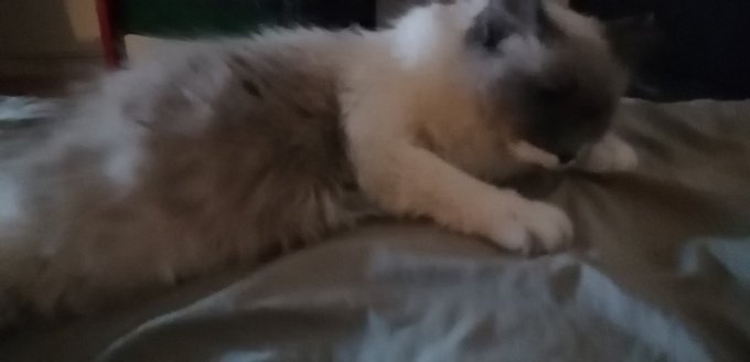 Some cute pictures of the only pussy (cat) in my life! She's getting old but sit has the face of a kitten