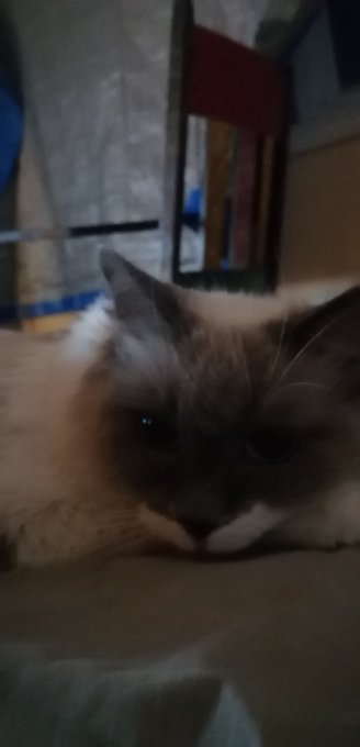 Some cute pictures of the only pussy (cat) in my life! She's getting old but sit has the face of a kitten<a href="/tag/phmodelcontest"class="tags"><span>#phmodelcontest</span></a>