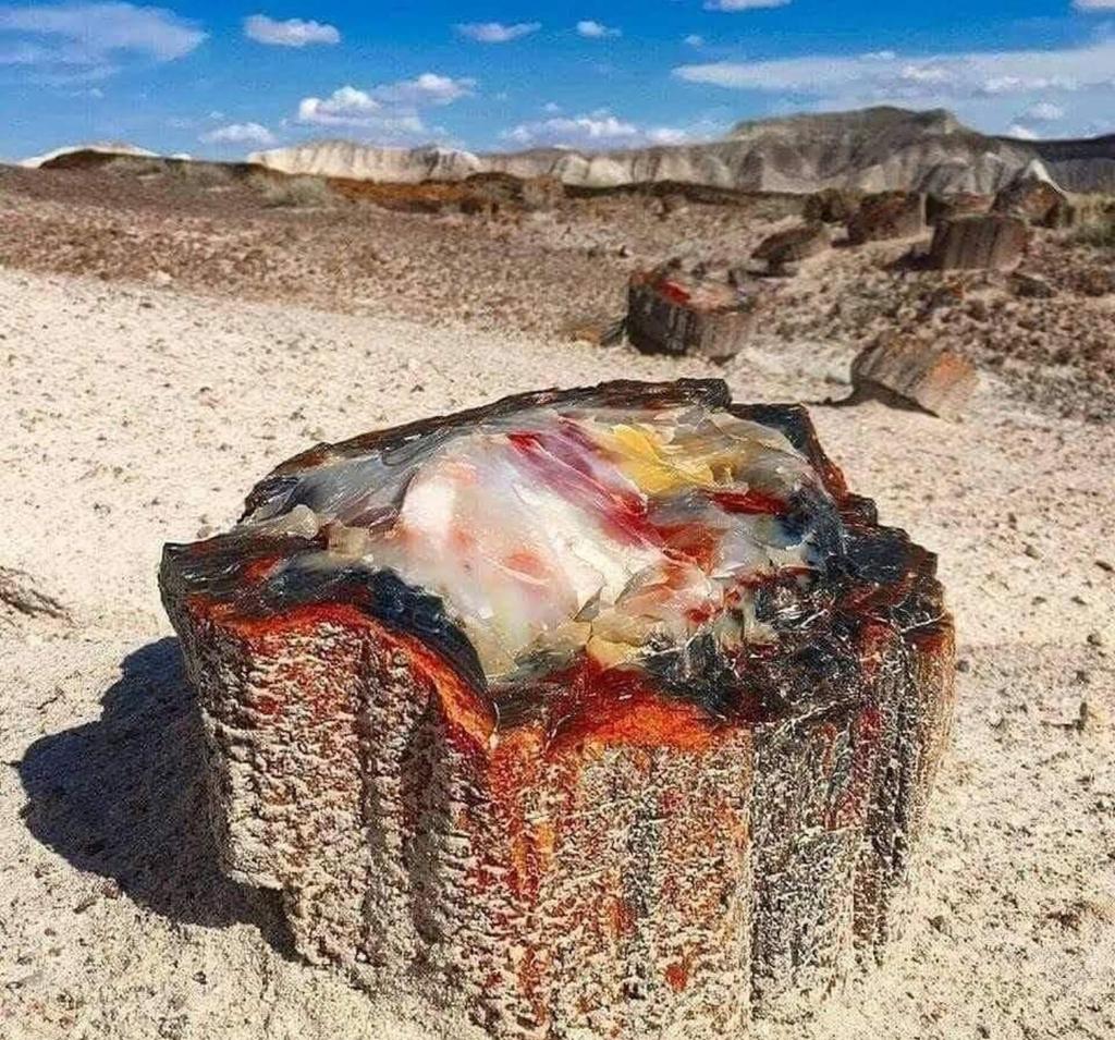 225сая жилийн настай опал хэмээх чулуужсан мод АНУ Аризона