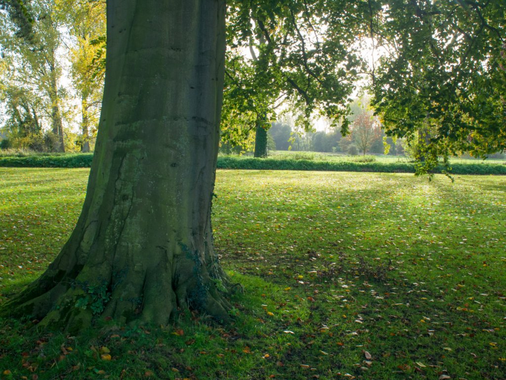 groundscareuk's tweet photo. The Importance of Planting Native Trees in the UK - Grounds Care Group https://t.co/D7AioP6ROO https://t.co/3ZcS8ylO9g