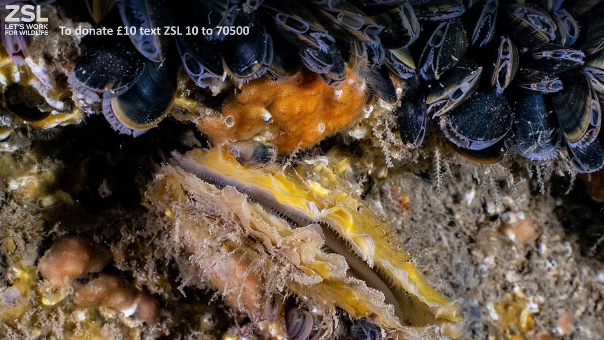 OfficialZSL's tweet photo. Congratulations @PaulNaylorMarinePhotography, the WINNER of the #NativeOysterQuest competition. This 📸 taken at Brighton Pier wowed us all and will help @NativeOysterNet change the perception of #NativeOysters from just a seafood dish 🍽️ to heroic #EcosystemEngineers! https://t.co/ftzDiZy3DG