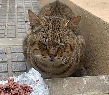 SosAbuelos1's tweet image. (No sabemos edad) ES URGENTE Y BASTA

CHICLANA #CÁDIZ
A este gatito callejero le supuran los ojos desde hace meses, y no hay forma que se tome un antibiótico.
Se consume.. El dolor es insoportable. Pide ayuda maullando.
Necesita acogida, alguien que pueda hacerse cargo

652420532