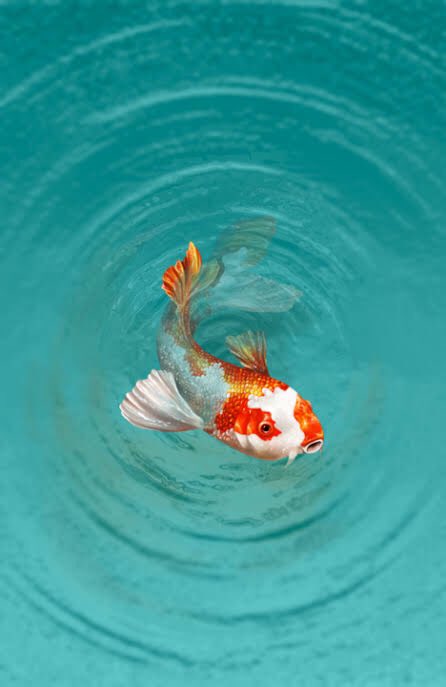 Mini-thread sur le cas Kaido et l’origine de son pouvoir , RT apprécié Kaido a bel et bien le zoan du poisson, plus précisément,le Uo Uo no mi modèle Carpe Koï . #onepiece999