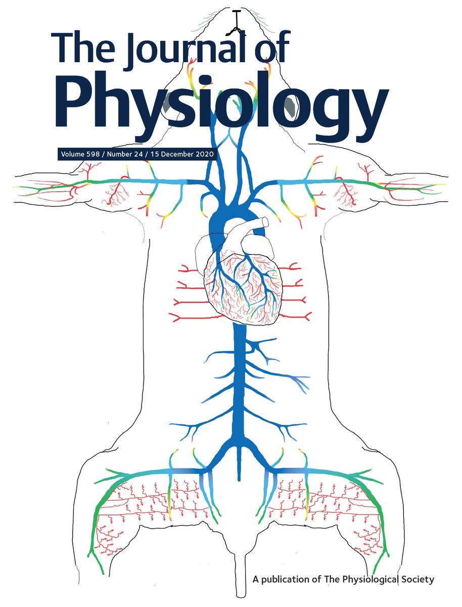 The final issue of 2020 for <a href="/JPhysiol/">Journal of Physiology</a> is out now and includes a new Techniques for Physiology article offering a novel tool for the assessment of #diaphragm #contractility in humans. Check out all of our latest content now 👉 buff.ly/37uCGV6