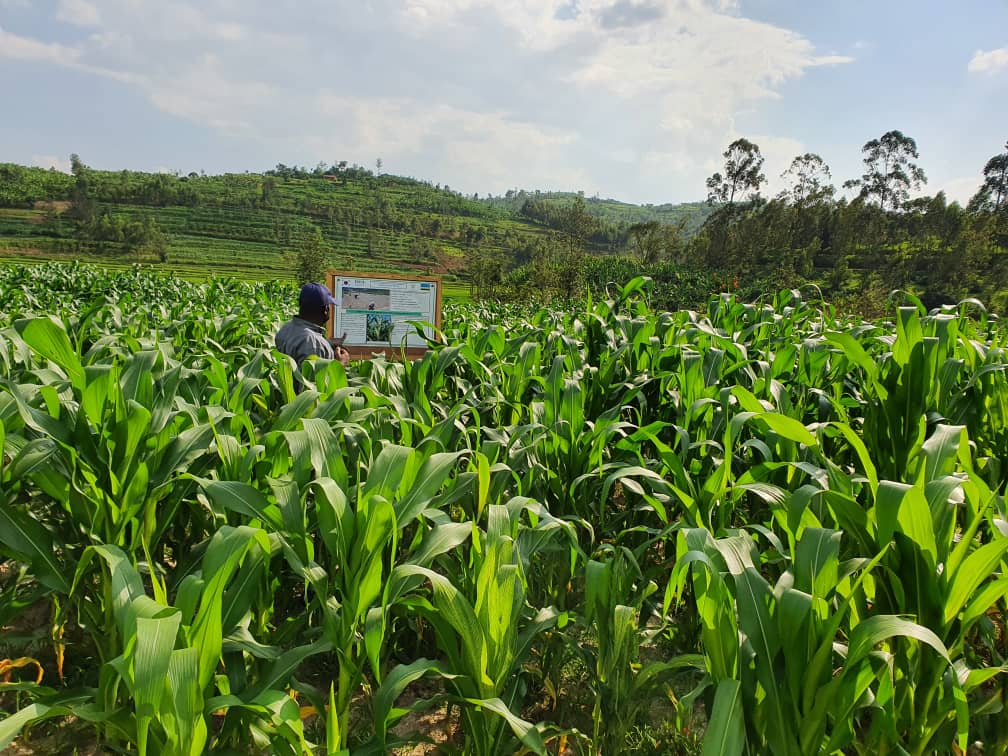 SaipCdat's tweet photo. Farmers in #Ruterana site -@Muhangadis that was developed by the recently concluded Project-Rural Community Support Project (RCSP) of the @SAIP_RCSP expect to double their maize yield this season. Farmers thank #RCSP for supporting them 2 focus more on commercial agriculture. https://t.co/aDg8gX35NZ