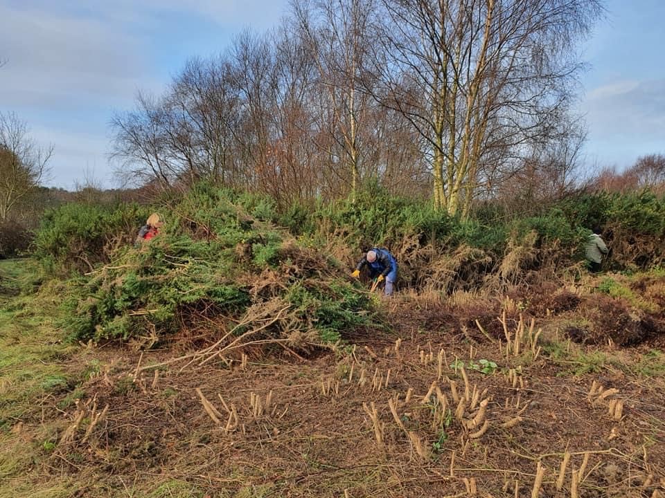 NTFormby's tweet photo. We’ve recently been carrying out “scrub removal” at Larkhill heath - making space for specialist flowers and shrubs to thrive. With the help of volunteers we’ve removed large quantities of gorse. Too much of this lush vegetation can crowd out sensitive, habitat enhancing flowers. https://t.co/Nl25FCAVBb