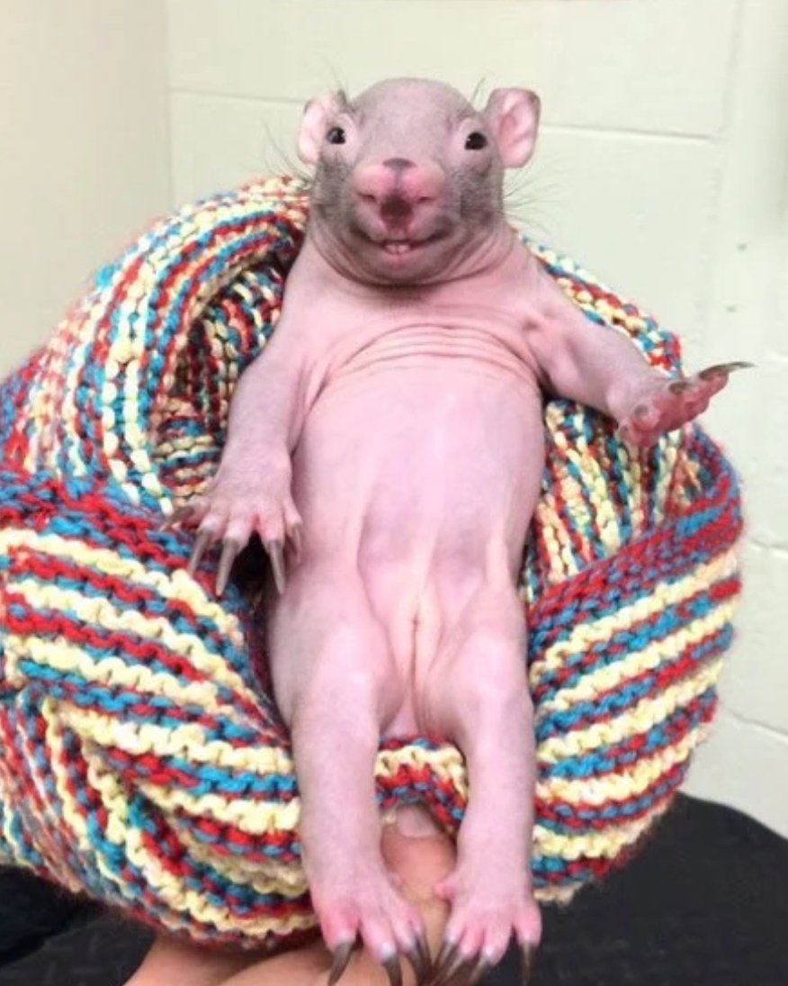 てつ ウォンバットの赤ちゃん最高に腹立つな てつ ウォンバットの赤ちゃん最高に腹立つな