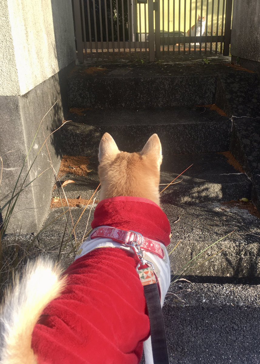 看板女優犬 柴犬の詩です V Twitter 12月18日のうたこ おウチのおニワのキンカン だいぶイロヅイテきています たべごろはまだ先 3月くらいかな こんどとれたら アサミぃにあげるんだー おいしくなーれ 看板女優犬 柴犬の詩です V Twitter 12月18日のうたこ おウチのおニワのキンカン だいぶイロヅイテきています たべごろはまだ先 3月くらいかな こんどとれたら アサミぃにあげるんだー おいしくなーれ