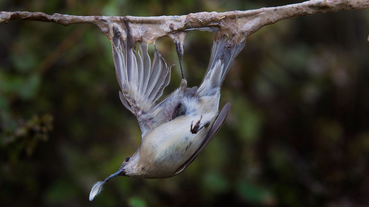 🚨 A serious relaxation of bird protection law was voted through by the House of Representatives, undermining a 20-year effort to protect migratory #songbirds from being illegally killed in Cyprus. We've just launched a petition calling for its annulment: change.org/ampelopouliaSOS