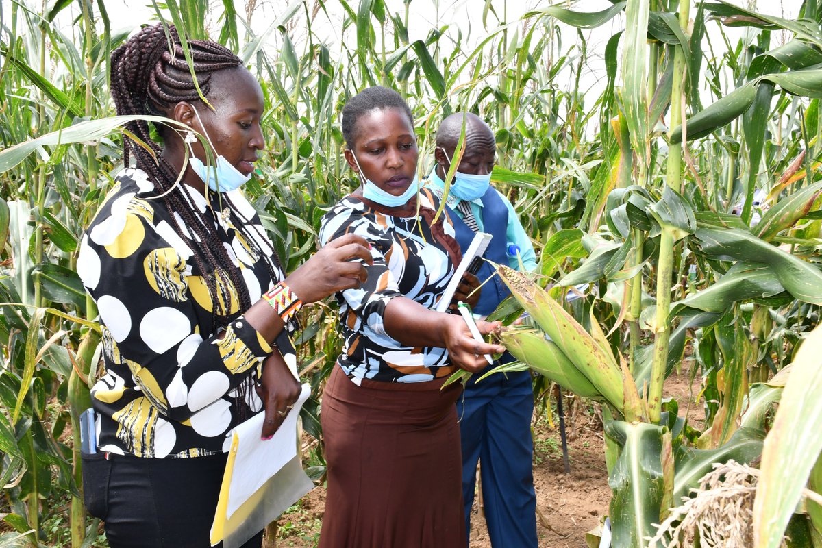 kalromkulima's tweet photo. Did you know that the TELA Maize (Bt maize) will be available royalty-free to small-scale farmers in Kenya through local seed companies once approved for commercialization @aatfafrica @kilimoKE @HamadiIddiBoga @KephisKe @BiosafetyKenya @NemaKenya @afri_isaaa @OFABKenya @ofabUg https://t.co/Xvf8VOSHPR