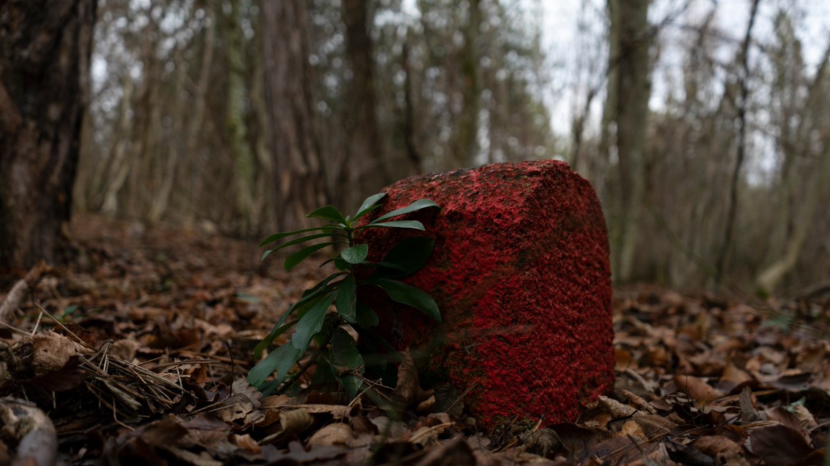 imkindapicy's tweet photo. Are you interested in some Wallpapers?
#wallpaper #forrest #nature https://t.co/SJLnfjHD9W