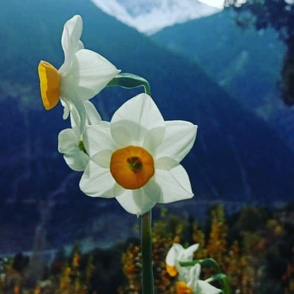 Narcissus #flowersonfriday #wildflora  #HimachalPradesh  post your wild flora