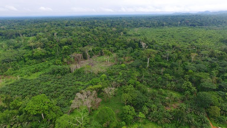 пигмеи бака. национальный парк джа камерун. национальный парк джа камерун. национальный парк джа камерун. парк джа.