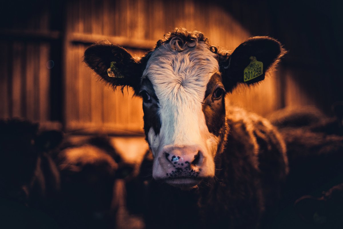 GlavindStrachan's tweet photo. Yesterday evening we had the pleasure to be invited to watch friends #LambScanning their #sheep ... so here is a photograph of a #cow ๐ She was lovely, and so were the sheep! Expect edited photos of sheep to follow ๐ #devonphotographer #devonfarm #farming #glavindstrachan https://t.co/hUcMlpmcHt