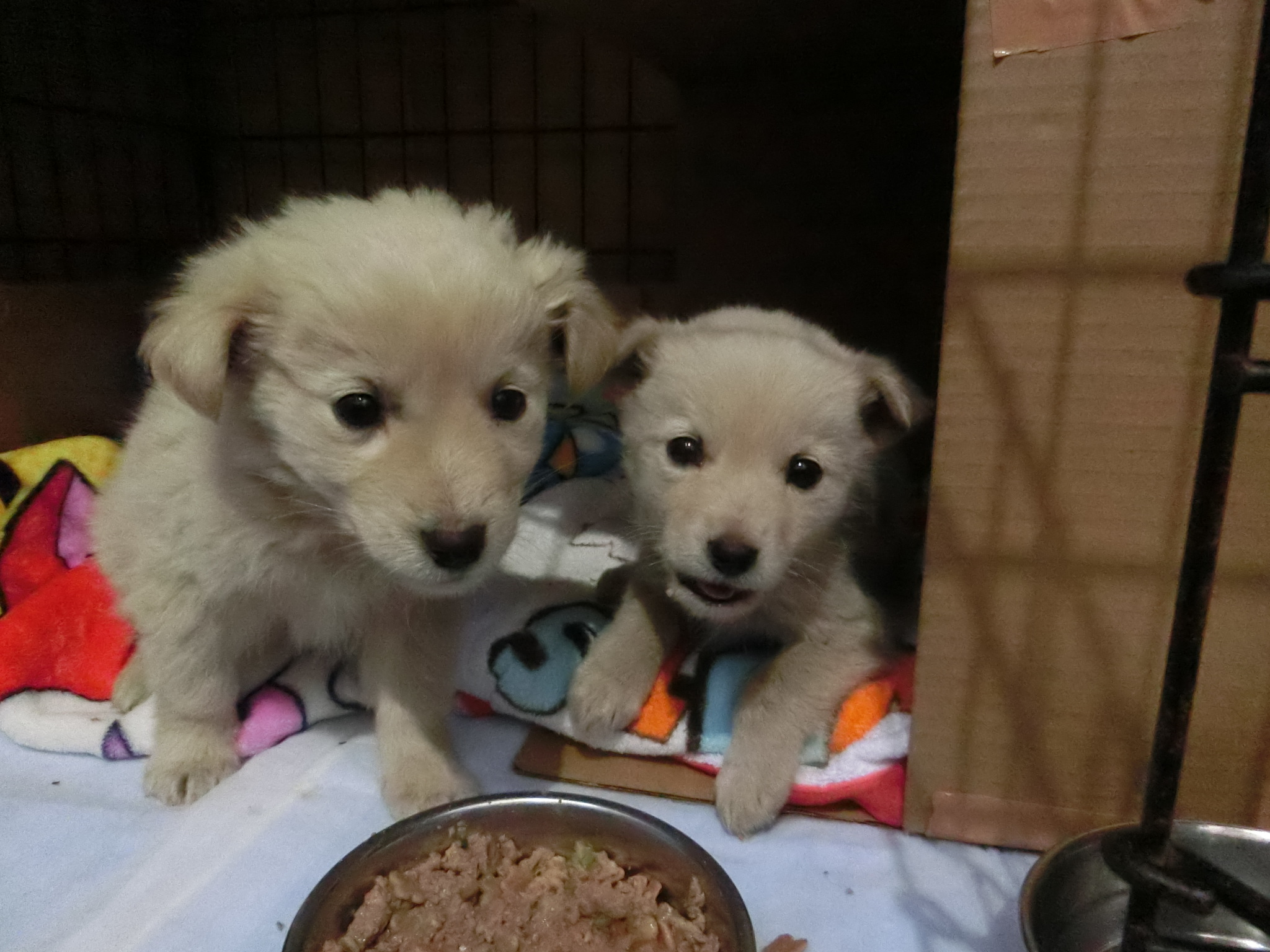 終わらない映画 中標津保健所 迷い犬保護しています 中標津町字武佐にて子犬2頭が保護されました 当初4頭でいたようですが 保護時には2頭しかいなかったようです T Co Ui23rr1qrn 犬 子犬 迷い犬 保護犬 北海道 中標津 中標津保健所