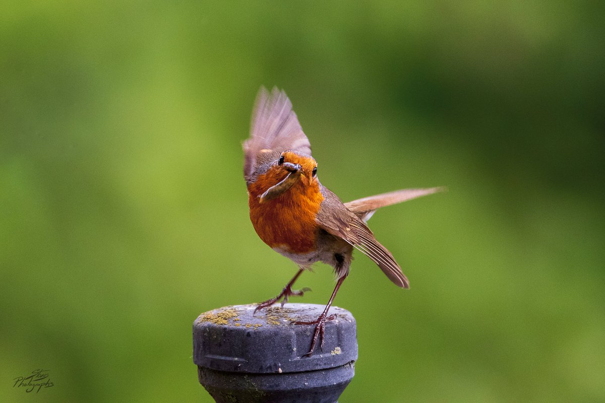 littleclibe's tweet photo. Bringing presents (ok its a worm) &amp; dancing to todays #DDOR "Daily dose of Robins" #Friday @Shanks1Scotland #birds #robins #TwitterNatureCommunity #nature #wildlife #FSCaptures @LensAreLive @BTO_GBW #photograghy #photooftheday #BBCWildlifePOTD #ThePhotoHour #NotAlone #StaySafe https://t.co/zWpWfUYdek