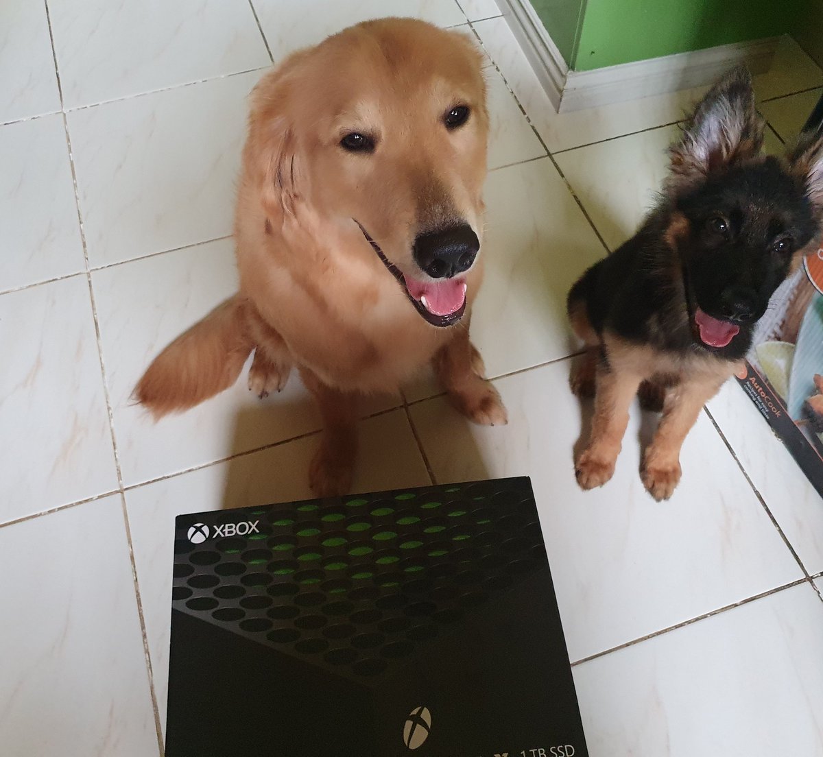 TheOnlyZanny's tweet photo. Kirin barked up his contacts and hooked me up with a Series X https://t.co/CrpZTeCp5w