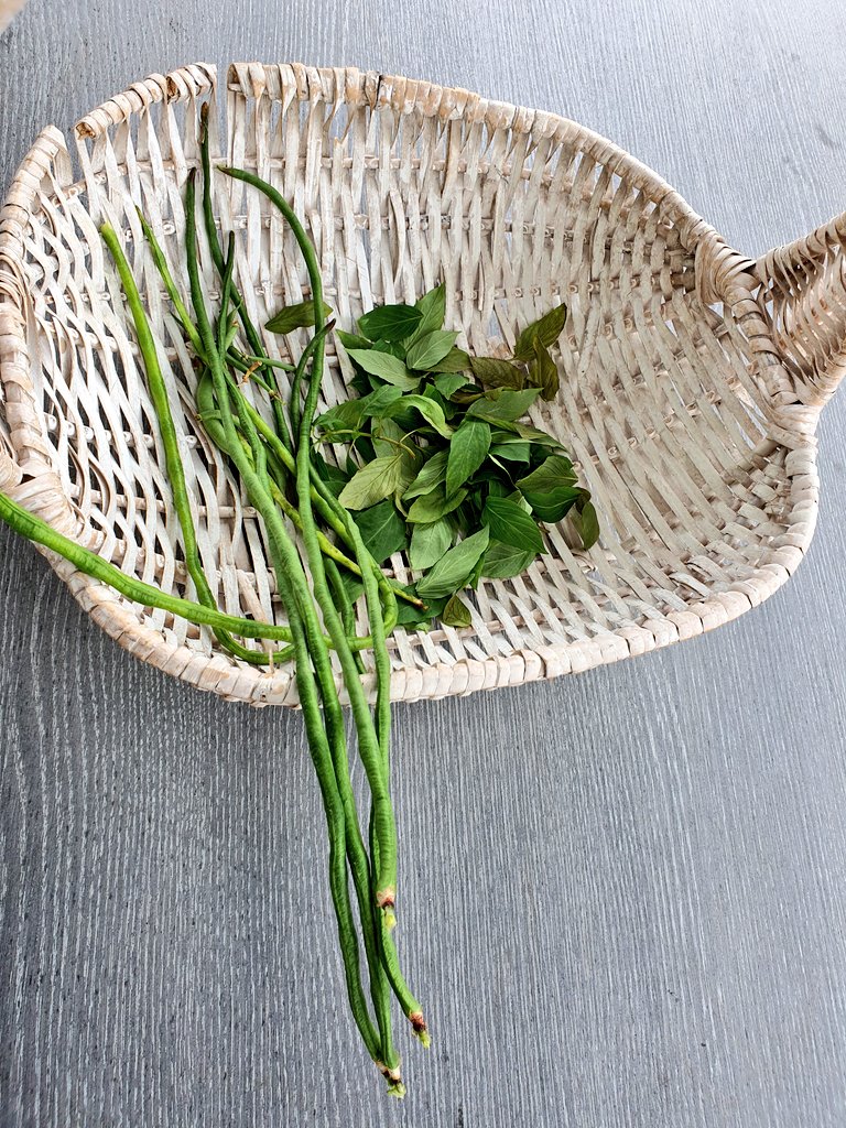 CrazyplantLadee's tweet photo. Don't you just love plants that grow abundantly without much fuss? #YardLongBeans #SweetBasil https://t.co/lepeTZb0L8