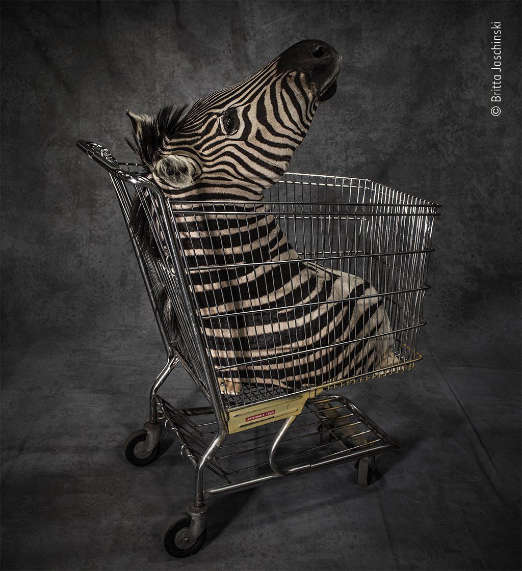 greenbeejourno's tweet photo. With all Brexit thing, we leave here what was sopped at the border…best way to avoid it on the first place would just Don’t Kill animals, just to hang them on your wall. Thanks. Credit: Britta Jaschinski, view at @NatGeo 
#GoodMorningNature #HappyFriday https://t.co/78TtdSubNy