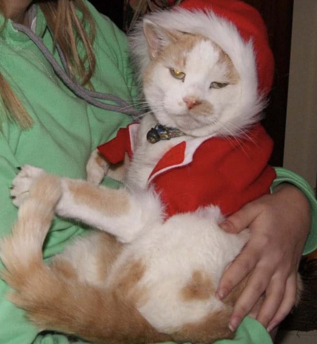 JulieHSherwood's tweet photo. Love this pic of my gorgeous furbaby Spice (sadly RIP)🎅🏼 🐾 🐈 
#QEHSantaPaws https://t.co/UbcTtNynad