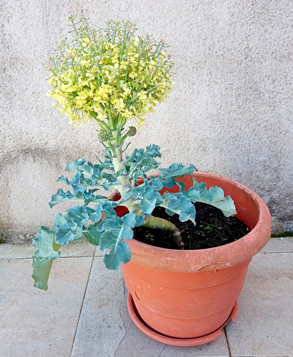 cytoimagINing's tweet photo. El Brócoli gana mucho como planta ornamental.
Puede hasta llegar a gustar ¿no? https://t.co/tMLiv9AH0V