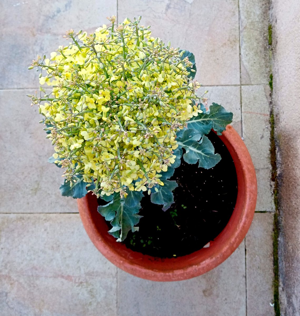 cytoimagINing's tweet photo. El Brócoli gana mucho como planta ornamental.
Puede hasta llegar a gustar ¿no? https://t.co/tMLiv9AH0V