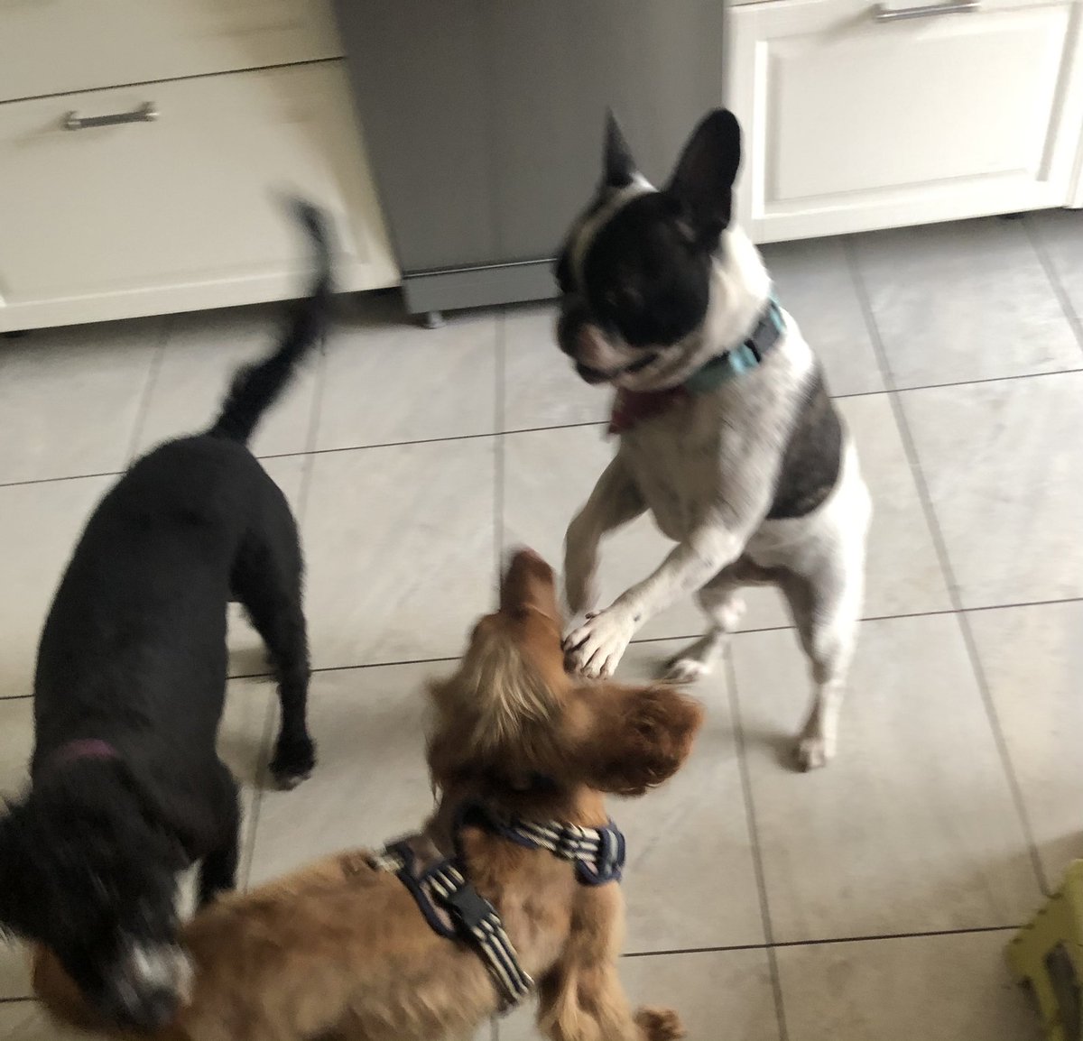 The three amigos! What adventures lie in store today. It’s all a bit gloomy in South Cambs. #friday #dogs